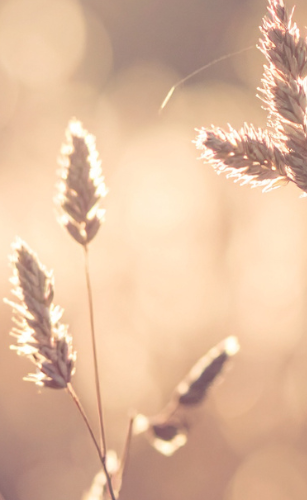 Sanfte Lichtstrahlen durch leuchtendes Gras im Hintergrund.